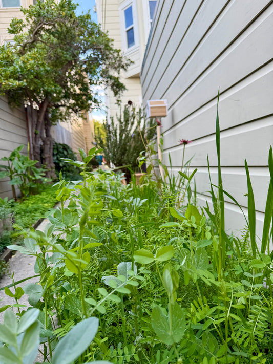 October Garden Tasks: Planting Cover Crops