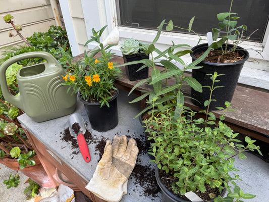 Why Fall is the Perfect Time to Plant Your California Native Garden