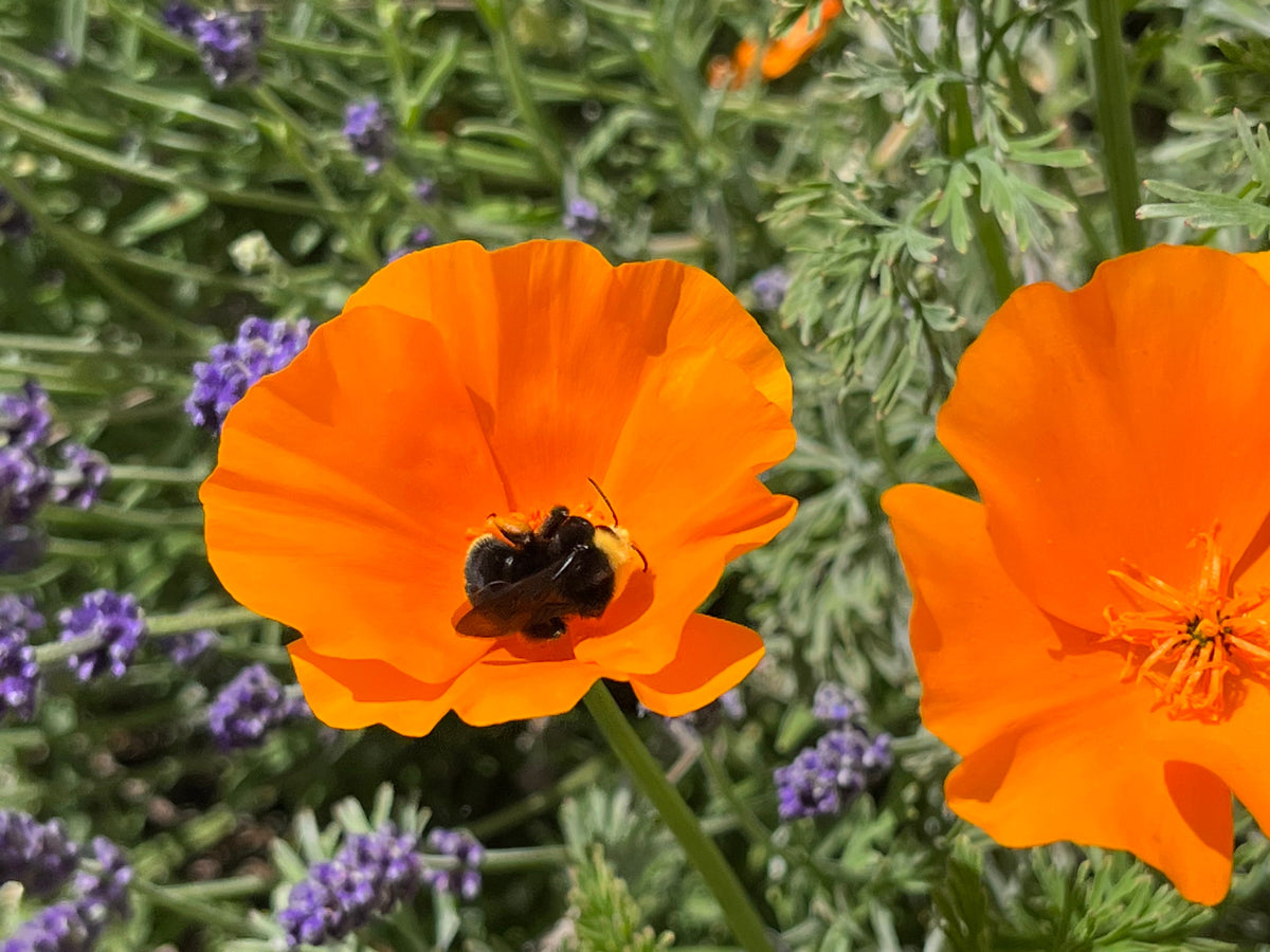 California Natives Pollinator Garden