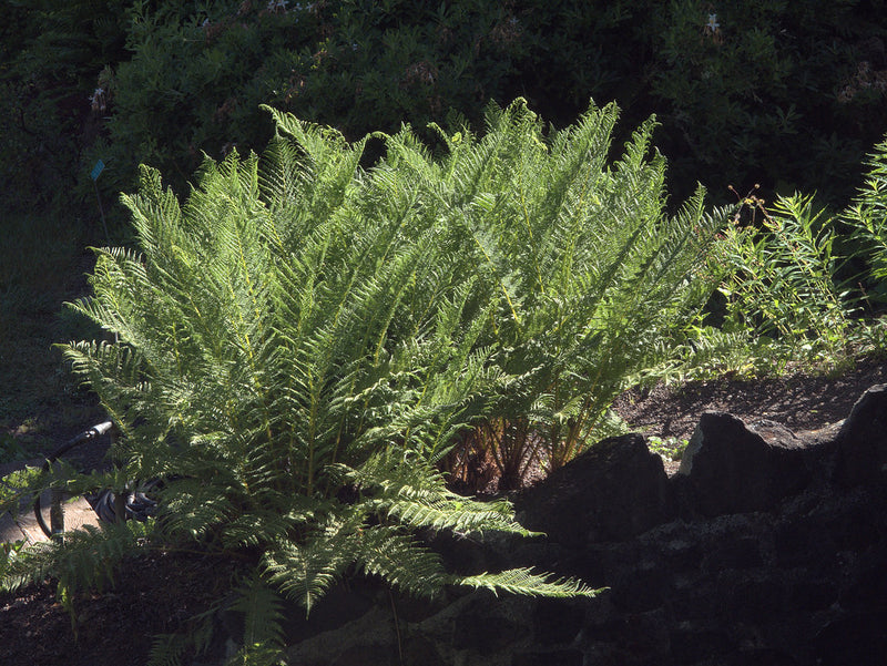 "H20100605-2715--Woodwardia fimbriata--RPBG" by John Rusk is licensed under CC BY 2.0. To view a copy of this license, visit https://creativecommons.org/licenses/by/2.0/?ref=openverse.