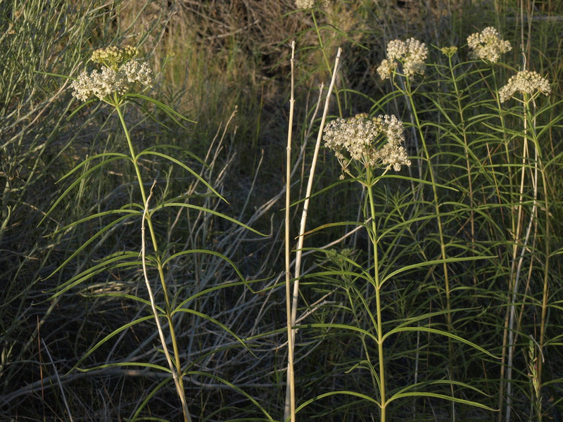 "narrowleaf milkweed, Asclepias fascicularis" by Jim Morefield is licensed under CC BY-SA 2.0. To view a copy of this license, visit https://creativecommons.org/licenses/by-sa/2.0/?ref=openverse.