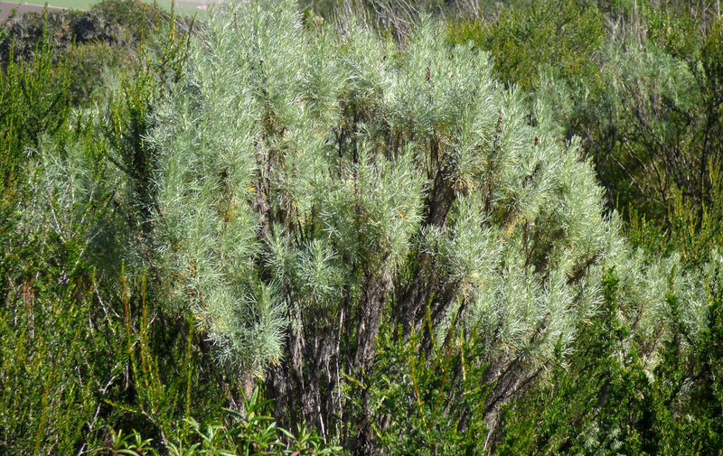 "Coast Sagebrush (Artemisia californica)" by Kitty Stein is licensed under CC BY-NC 2.0. To view a copy of this license, visit https://creativecommons.org/licenses/by-nc/2.0/?ref=openverse.