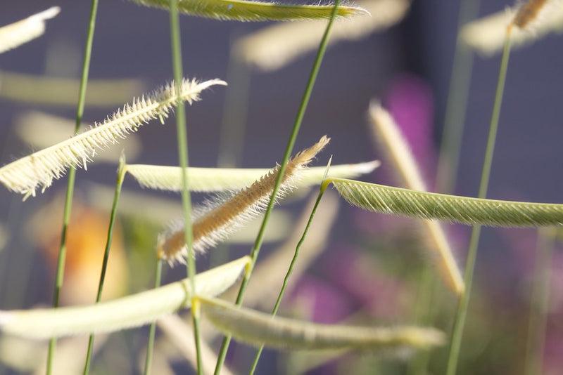 "Bouteloua gracilis 'Blonde Ambition'" by shinycolors is licensed under CC BY-NC-SA 2.0. To view a copy of this license, visit https://creativecommons.org/licenses/by-nc-sa/2.0/?ref=openverse.