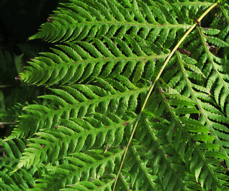 "J20151217-0021—Woodwardia fimbriata—RPBG" by John Rusk is licensed under CC BY 2.0. To view a copy of this license, visit https://creativecommons.org/licenses/by/2.0/?ref=openverse.