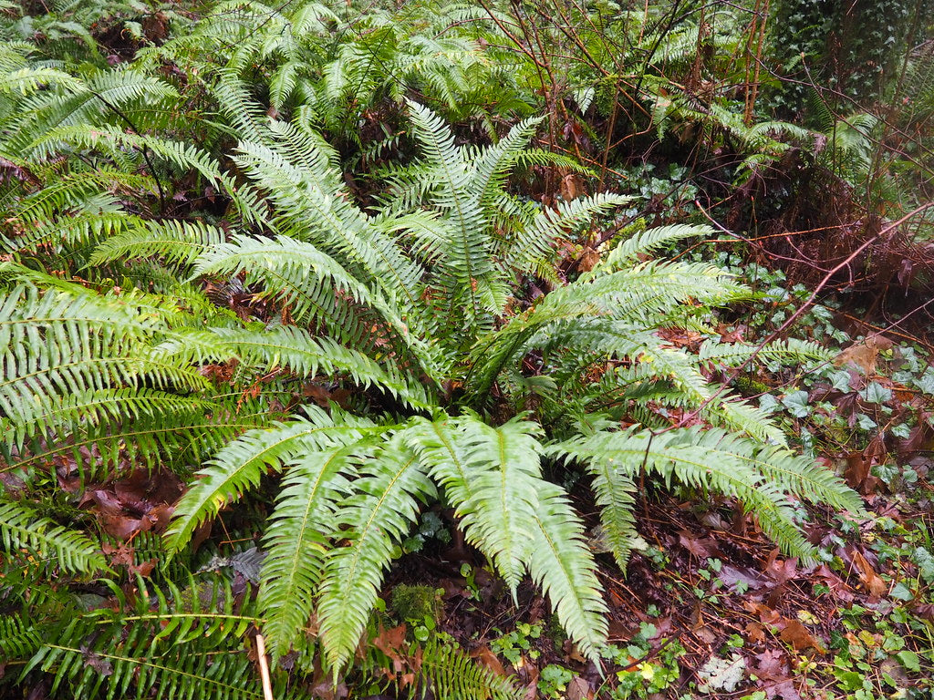 "Western Sword Fern, Polystichum munitum" by J. Maughn is licensed under CC BY-NC 2.0. To view a copy of this license, visit https://creativecommons.org/licenses/by-nc/2.0/?ref=openverse.