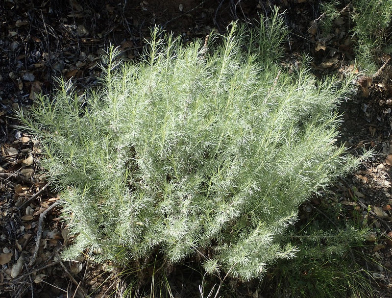 "California Sage, Artemisia californica" by J. Maughn is licensed under CC BY-NC 2.0. To view a copy of this license, visit https://creativecommons.org/licenses/by-nc/2.0/?ref=openverse.