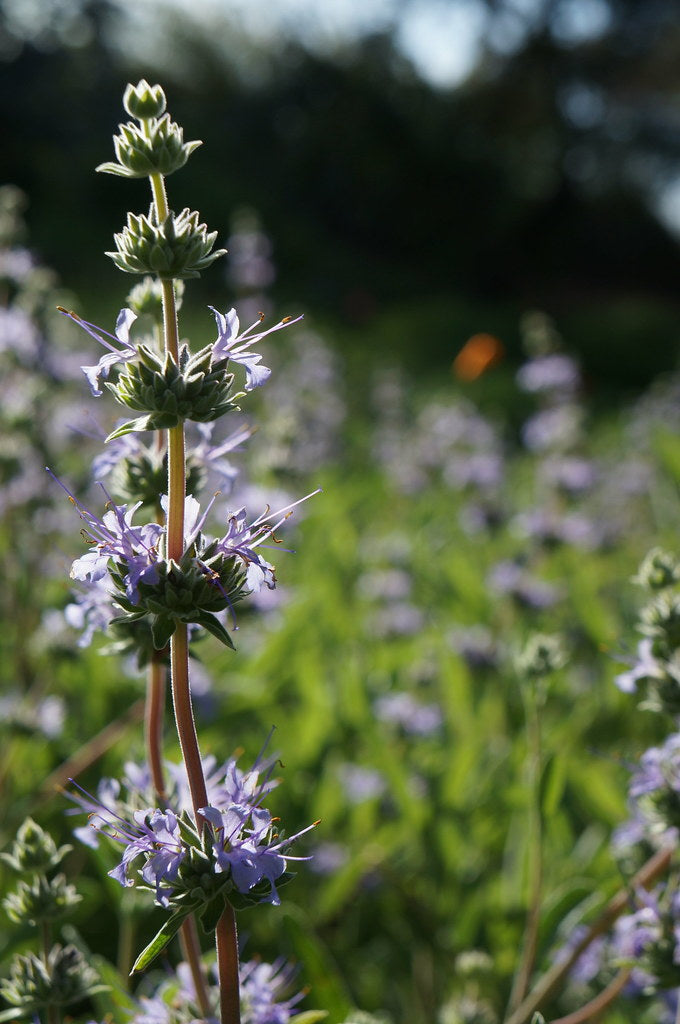 "Salvia 'Bee's Bliss' - Spring in the Mary Wattis Brown Garden of California Native Plants" by UC Davis Arboretum & Public Garden is licensed under CC BY 2.0. To view a copy of this license, visit https://creativecommons.org/licenses/by/2.0/?ref=openverse.