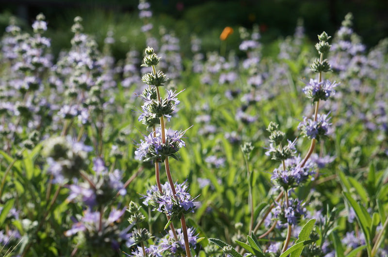 "Salvia 'Bee's Bliss' - Spring in the Mary Wattis Brown Garden of California Native Plants" by UC Davis Arboretum & Public Garden is licensed under CC BY 2.0. To view a copy of this license, visit https://creativecommons.org/licenses/by/2.0/?ref=openverse.