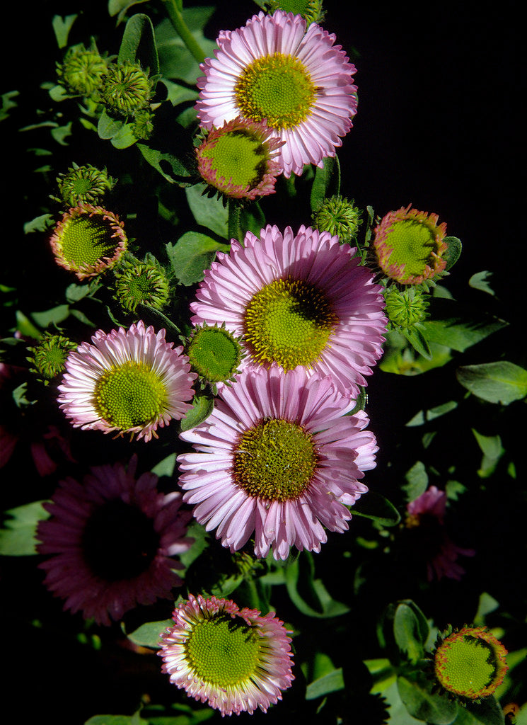 "Erigeron glaucus #1" by J.G. in S.F. is licensed under CC BY-NC-ND 2.0. To view a copy of this license, visit https://creativecommons.org/licenses/by-nc-nd/2.0/?ref=openverse.