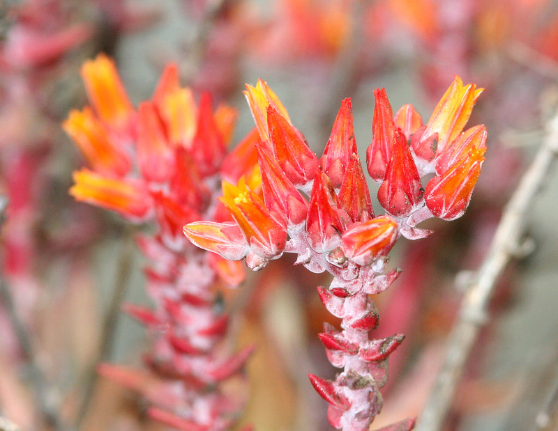 "DUDLEYA (dudleya caespitosa) piedras blancas -2" by Sloalan is marked with CC0 1.0. To view the terms, visit https://creativecommons.org/publicdomain/zero/1.0/?ref=openverse.