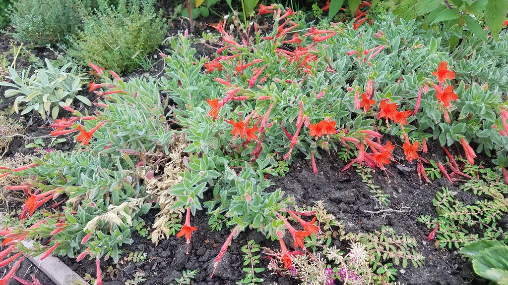 "Epilobium canum 'Everett's Choice'" by PlantRight1 is licensed under CC BY 2.0. To view a copy of this license, visit https://creativecommons.org/licenses/by/2.0/?ref=openverse.