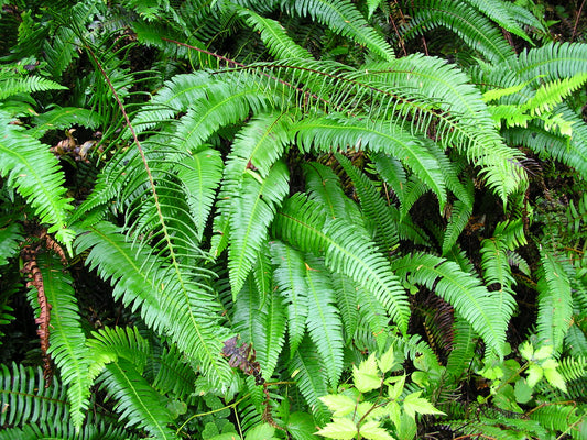 "Polystichum munitum Sword Fern" by brewbooks is licensed under CC BY-SA 2.0. To view a copy of this license, visit https://creativecommons.org/licenses/by-sa/2.0/?ref=openverse.