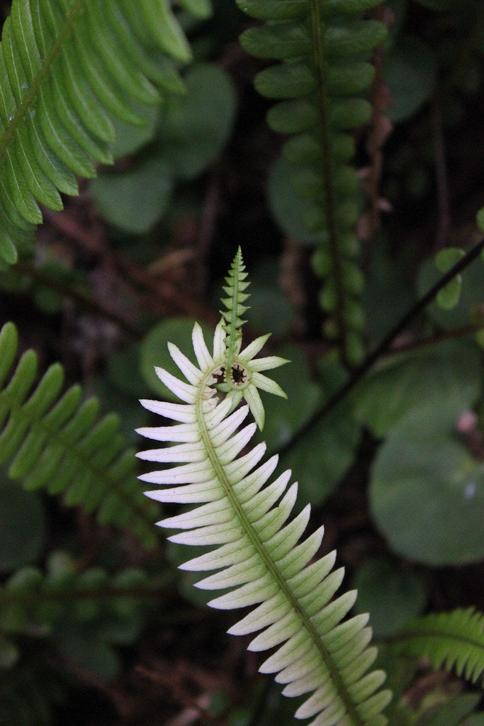 "Blechnum spicant (Deer Fern) Zig-Zag Trail1" by Redwood National and State Parks is marked with Public Domain Mark 1.0. To view the terms, visit https://creativecommons.org/publicdomain/mark/1.0/?ref=openverse.