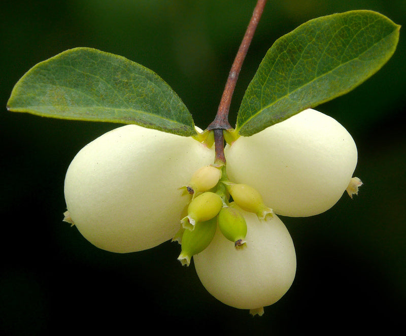 "Symphoricarpos albus var. laevigatus #1" by J.G. in S.F. is licensed under CC BY-NC-ND 2.0. To view a copy of this license, visit https://creativecommons.org/licenses/by-nc-nd/2.0/?ref=openverse.