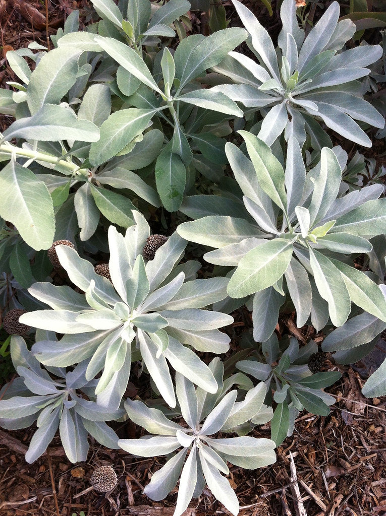 "NEXTGarden Salvia apiana - Michael Terry" by CA Native Plant Society is licensed under CC BY 2.0. To view a copy of this license, visit https://creativecommons.org/licenses/by/2.0/?ref=openverse.