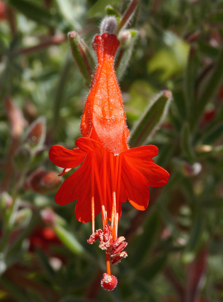 "Epilobium canum ssp. canum #2" by J.G. in S.F. is licensed under CC BY-NC-ND 2.0. To view a copy of this license, visit https://creativecommons.org/licenses/by-nc-nd/2.0/?ref=openverse.
