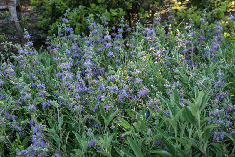 "Salvia Bees Bliss" by CountryMouse13 is licensed under CC BY 2.0. To view a copy of this license, visit https://creativecommons.org/licenses/by/2.0/?ref=openverse.