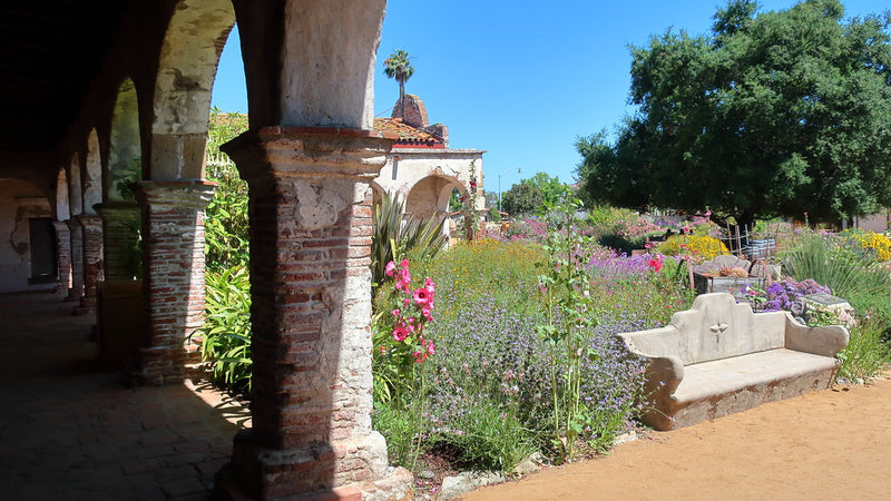 "190609 092 Historic Mission San Juan Capistrano - Plaza Courtyard Portales, South Wing, Alcea rosea 'Halo' Hollyhock, Salvia 'Pozo Blue' perhaps, Gaura lindheimeri" by cultivar413 is licensed under CC BY 2.0. To view a copy of this license, visit https://creativecommons.org/licenses/by/2.0/?ref=openverse.