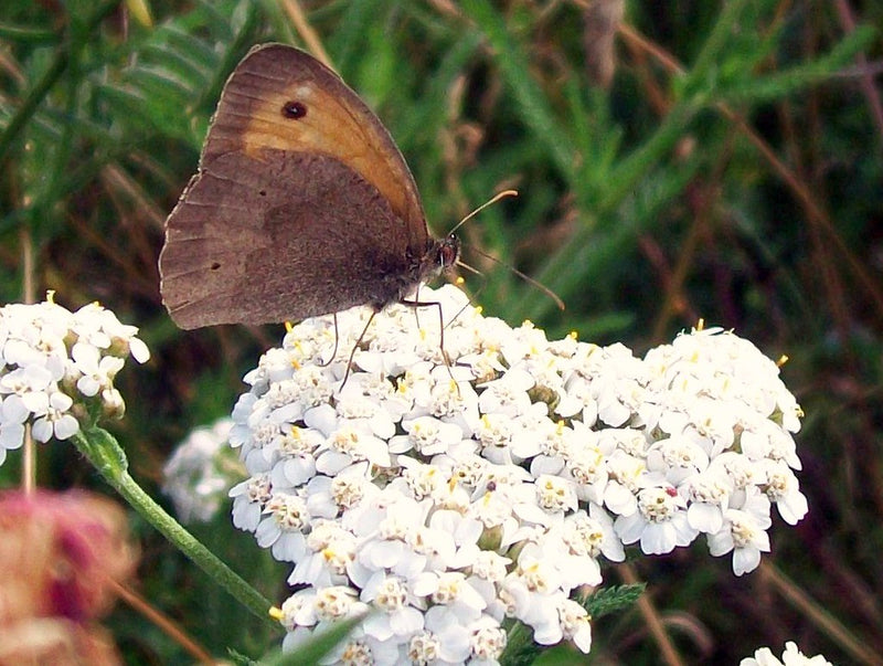 "Meadow Brown (Maniola jurtina) on Yarrow (Achillea millefolium)" by Peter O'Connor aka anemoneprojectors is licensed under CC BY-SA 2.0. To view a copy of this license, visit https://creativecommons.org/licenses/by-sa/2.0/?ref=openverse.
