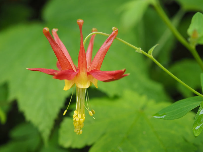 "Western Columbine" by Rainhead is licensed under CC BY-SA 2.0. To view a copy of this license, visit https://creativecommons.org/licenses/by-sa/2.0/?ref=openverse.