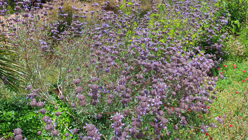 "210624 034 San Diego Botanic Gdn - Dickinson Family Conservatory, Salvia clevelandii x leucophylla 'Allen Chickering', Delosperma sp Ice Plant" by cultivar413 is licensed under CC BY 2.0. To view a copy of this license, visit https://creativecommons.org/licenses/by/2.0/?ref=openverse.