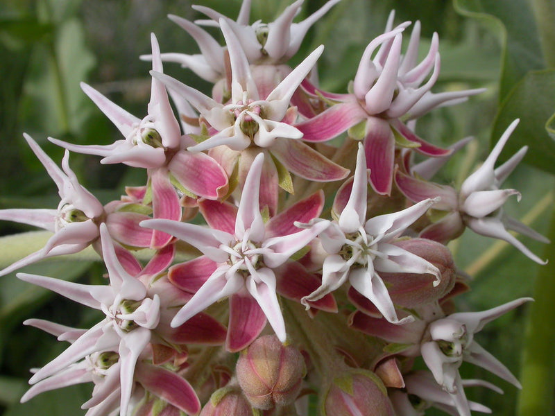 "Asclepias speciosa" by Matt Lavin is licensed under CC BY-SA 2.0. To view a copy of this license, visit https://creativecommons.org/licenses/by-sa/2.0/?ref=openverse.