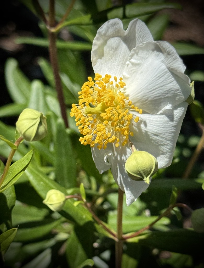 "Bush Or Tree Anenome" by outdoorPDK is licensed under CC BY-NC-SA 2.0. To view a copy of this license, visit https://creativecommons.org/licenses/by-nc-sa/2.0/?ref=openverse.