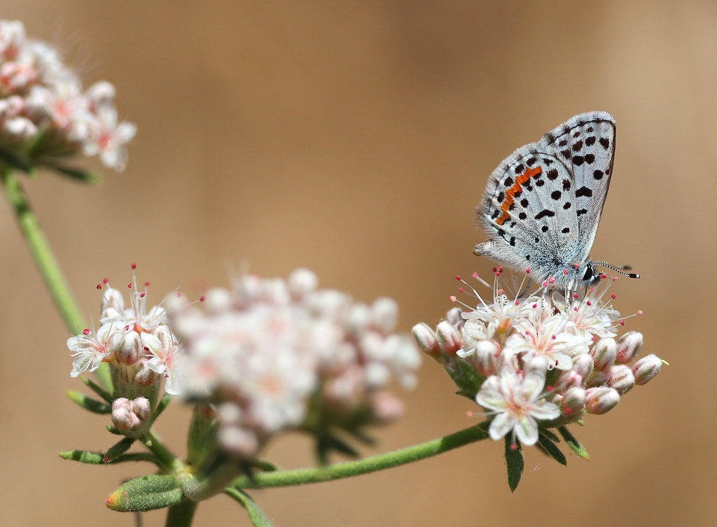 "BLUE, BERNADINO (Euphiloptes bernadino) (06-13-2024) approx 4550 ft, on Eriogonum fasciculatum var. fasciculatum (nudum also in area), sherman pass road west of pass & 2.5 miles up from river, kern co, ca -01" by sloalan is marked with CC0 1.0. To view the terms, visit https://creativecommons.org/publicdomain/zero/1.0/?ref=openverse.