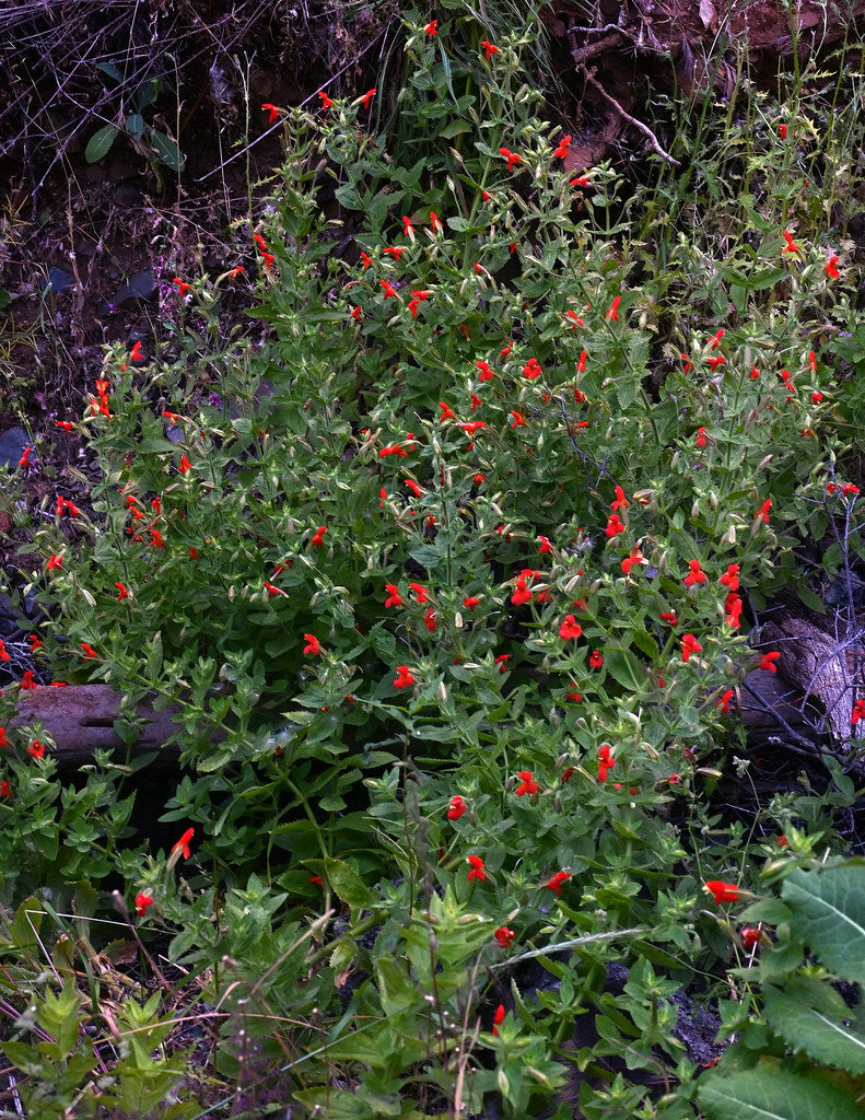 "Erythranthe cardinalis, Mt. Diablo State Park" by RonParsonsflowershots is licensed under CC BY-NC-ND 2.0. To view a copy of this license, visit https://creativecommons.org/licenses/by-nc-nd/2.0/?ref=openverse.