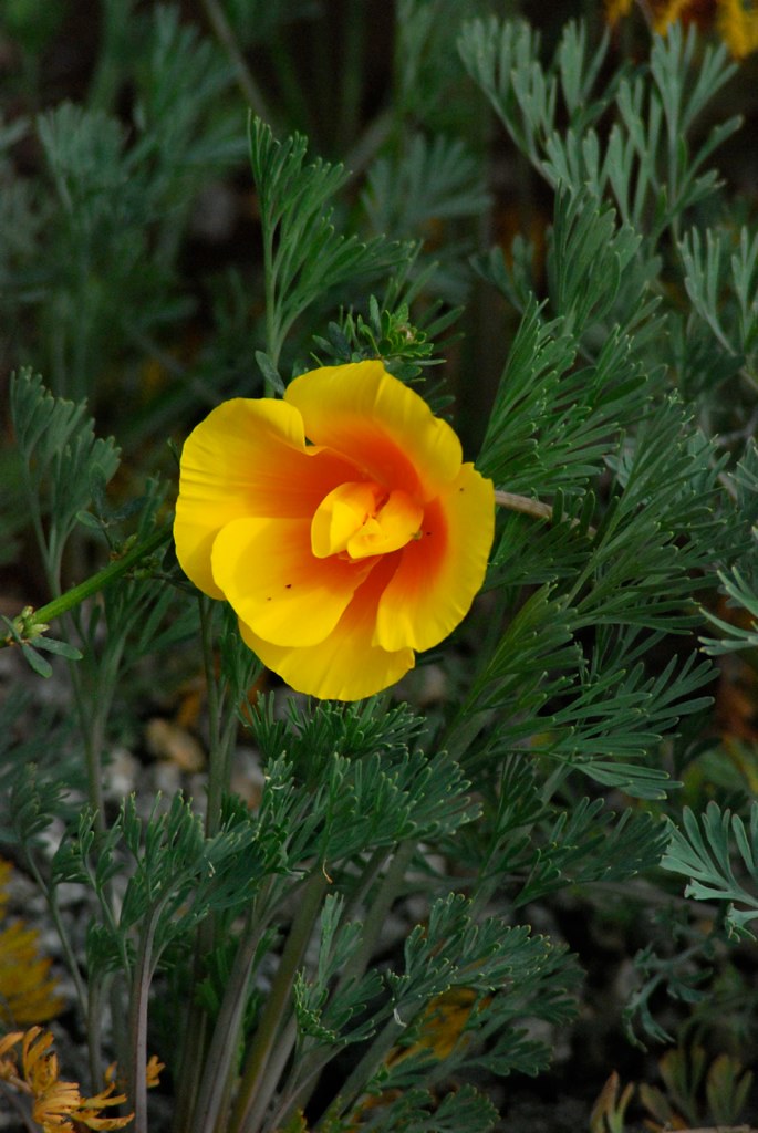 "Seaside California Poppy - 1" by Laura Grace is licensed under CC BY-NC-ND 2.0. To view a copy of this license, visit https://creativecommons.org/licenses/by-nc-nd/2.0/?ref=openverse.