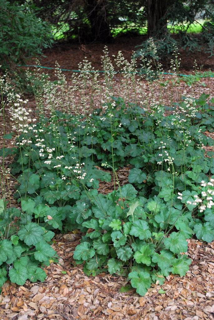"Heuchera maxima" by briweldon is licensed under CC BY 2.0. To view a copy of this license, visit https://creativecommons.org/licenses/by/2.0/?ref=openverse.
