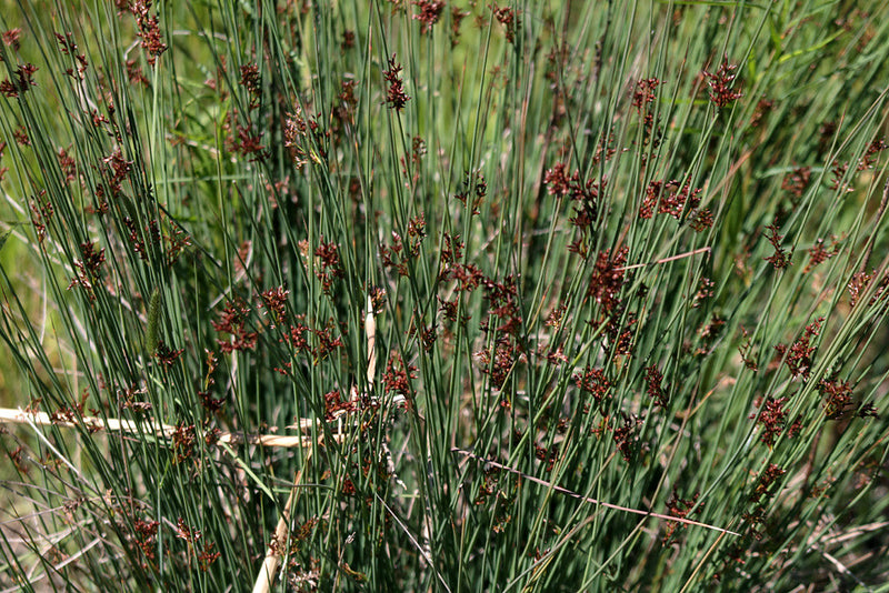 "Spreading Rush" by NatureShutterbug is licensed under CC BY 2.0. To view a copy of this license, visit https://creativecommons.org/licenses/by/2.0/?ref=openverse.