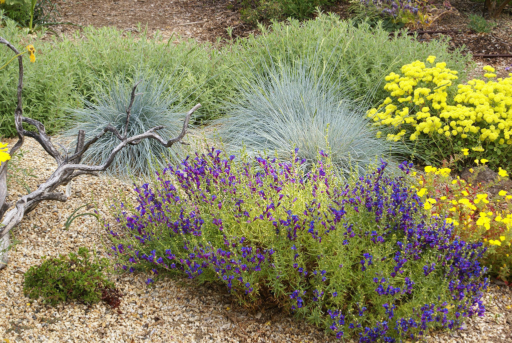 Plants that tolerate most soil types