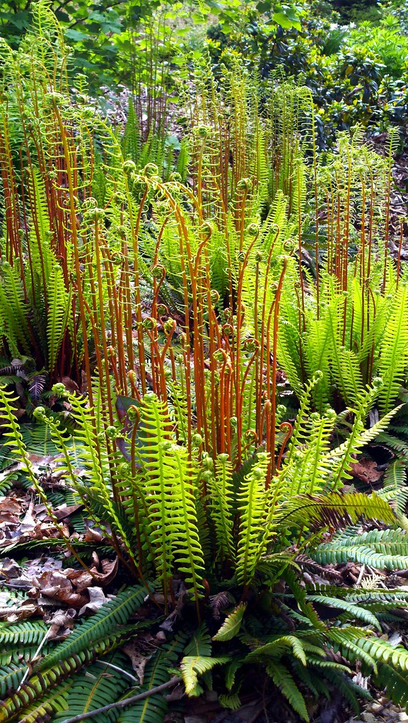 "Blechnum spicant" by edgeplot is licensed under CC BY-NC-SA 2.0. To view a copy of this license, visit https://creativecommons.org/licenses/by-nc-sa/2.0/?ref=openverse.