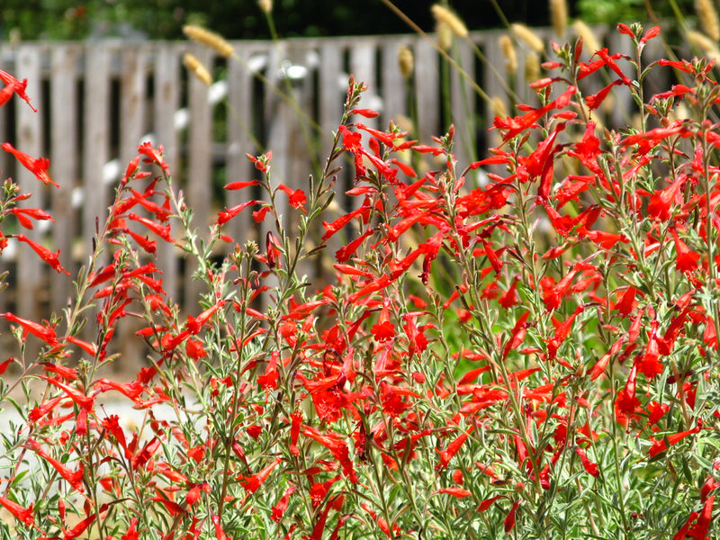 "Epilobium canum" by chuck b. is licensed under CC BY 2.0. To view a copy of this license, visit https://creativecommons.org/licenses/by/2.0/?ref=openverse.
