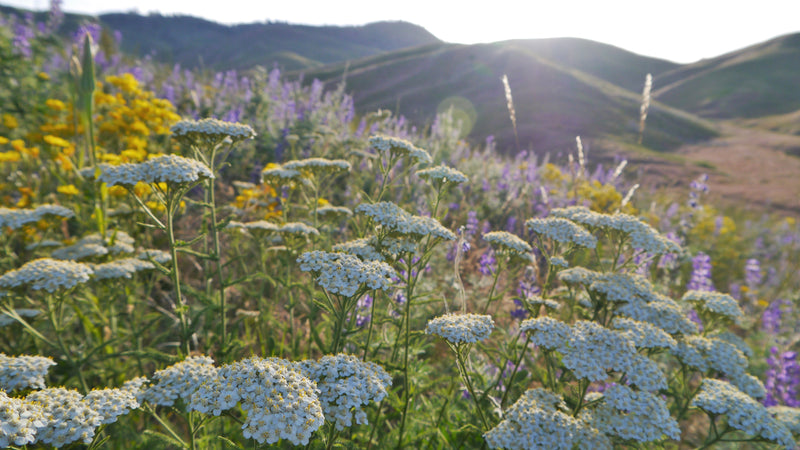 "Achillea millefolium 4" by Thayne Tuason is licensed under CC BY-SA 4.0. To view a copy of this license, visit https://creativecommons.org/licenses/by-sa/4.0/?ref=openverse.