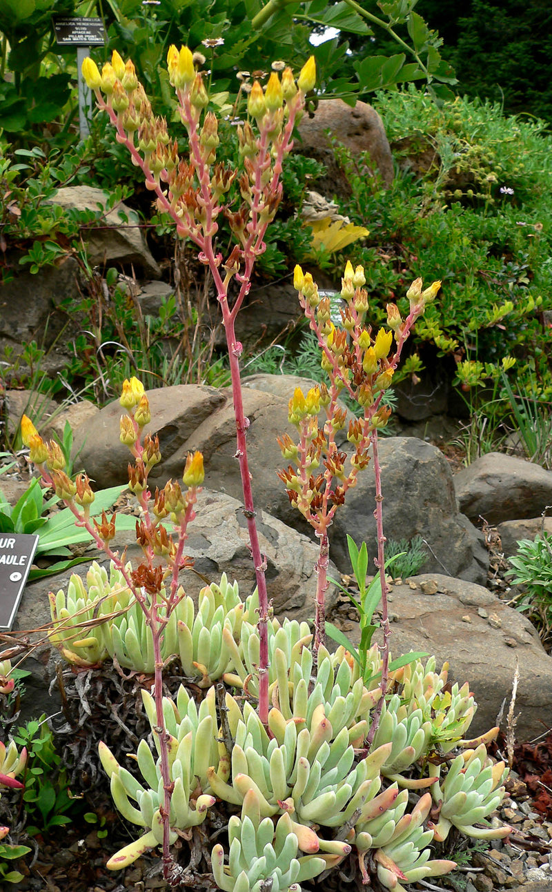 "File:Dudleya caespitosa 5.jpg" by Stan Shebs is licensed under CC BY-SA 3.0. To view a copy of this license, visit https://creativecommons.org/licenses/by-sa/3.0?ref=openverse.