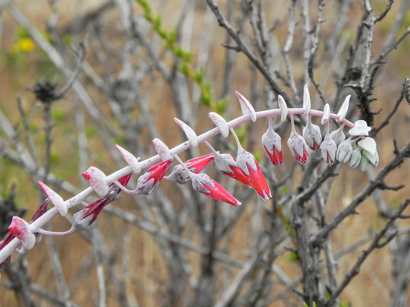 "Dudleya pulverulenta cincinni 1" by Toyonbro is marked with CC0 1.0. To view the terms, visit https://creativecommons.org/publicdomain/zero/1.0/deed.en/?ref=openverse.