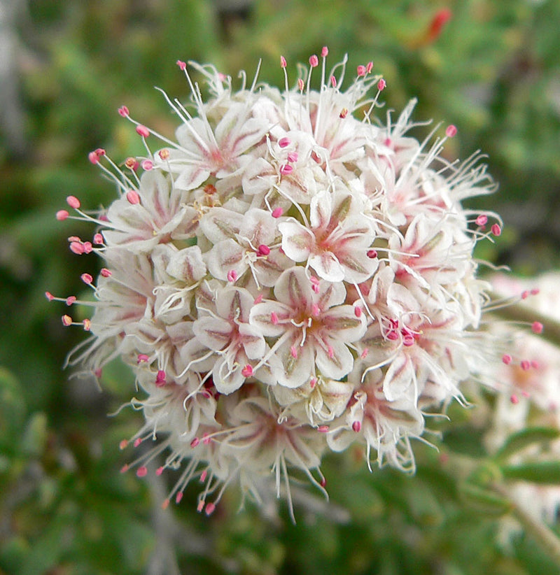 "Eriogonum fasciculatum 5" by Stan Shebs is licensed under CC BY-SA 3.0. To view a copy of this license, visit https://creativecommons.org/licenses/by-sa/3.0/?ref=openverse.