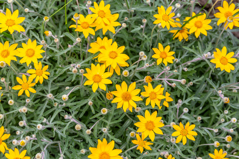 "Eriophyllum lanatum, Christchurch Botanic Gardens, New Zealand 05" by Michal Klajban is licensed under CC BY-SA 4.0. To view a copy of this license, visit https://creativecommons.org/licenses/by-sa/4.0/?ref=openverse.