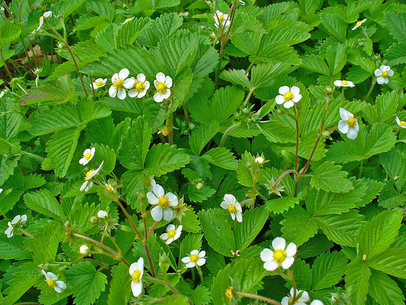 "Fragaria vesca 001" by H. Zell is licensed under CC BY-SA 3.0. To view a copy of this license, visit https://creativecommons.org/licenses/by-sa/3.0/?ref=openverse.