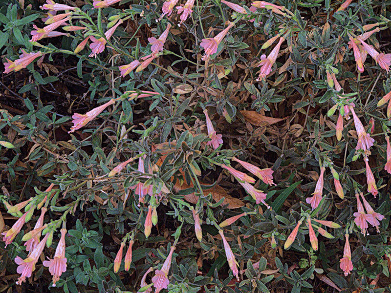 "H20121006-5803—Epilobium canum 'Marin's Pink'—RPBG (10062592085)" by John Rusk from Berkeley, CA, United States of America is licensed under CC BY 2.0. To view a copy of this license, visit https://creativecommons.org/licenses/by/2.0/?ref=openverse.