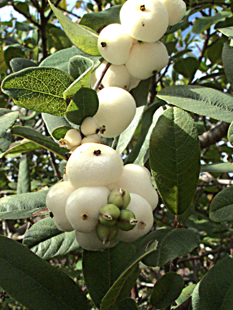 "H20121115-6008—Symphoricarpos albus var laevigatus—RPBG (10736031746)" by John Rusk from Berkeley, CA, United States of America is licensed under CC BY 2.0. To view a copy of this license, visit https://creativecommons.org/licenses/by/2.0/?ref=openverse.