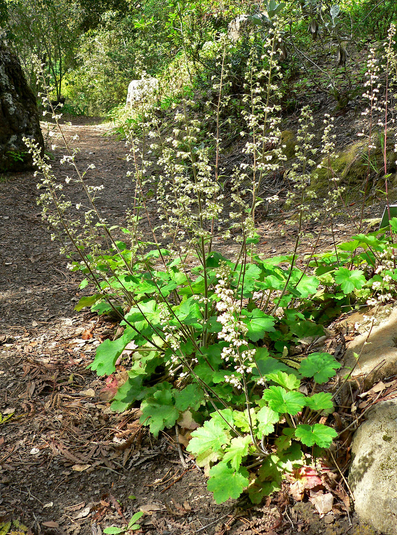 "Heuchera maxima 2" by Stan Shebs is licensed under CC BY-SA 3.0. To view a copy of this license, visit https://creativecommons.org/licenses/by-sa/3.0/?ref=openverse.