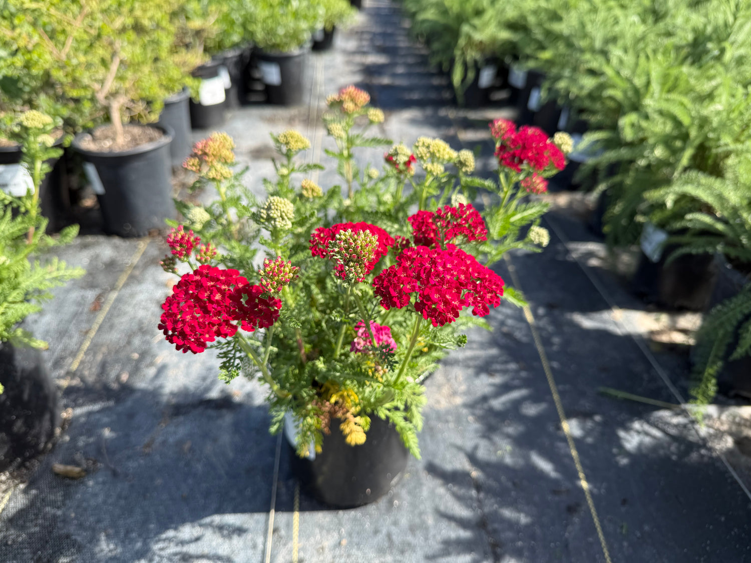 Pomegranate Common Yarrow