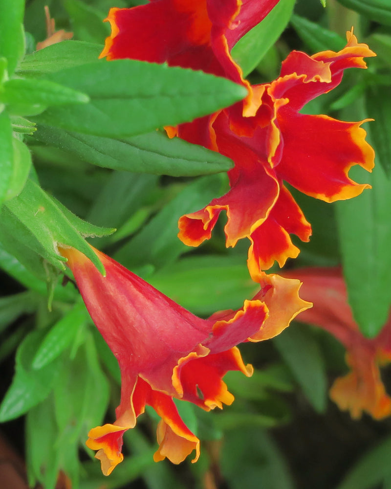 "J20150929-0021—Mimulus 'Fiesta Marigold' PPAF—RPBG Plant Sale (21821874856)" by John Rusk from Berkeley, CA, United States of America is licensed under CC BY 2.0. To view a copy of this license, visit https://creativecommons.org/licenses/by/2.0/?ref=openverse.