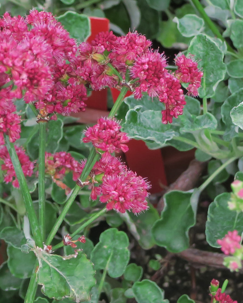 "J20150929-0072—Eriogonum grande var rubescens—RPBG Plant Sale (21634374770)" by John Rusk from Berkeley, CA, United States of America is licensed under CC BY 2.0. To view a copy of this license, visit https://creativecommons.org/licenses/by/2.0/?ref=openverse.
