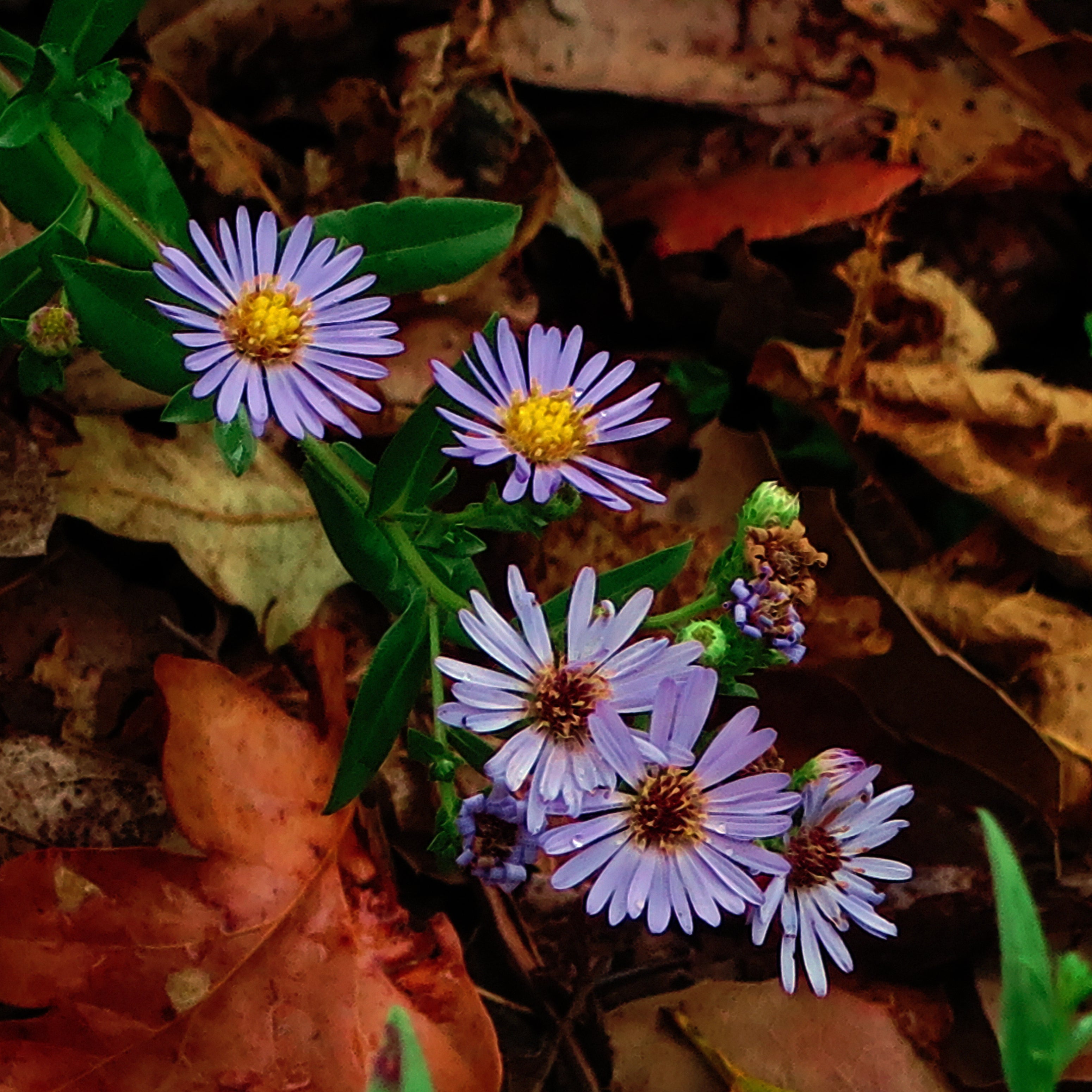 Purple Haze California Aster - Fall Native Symphyotrichum chilense