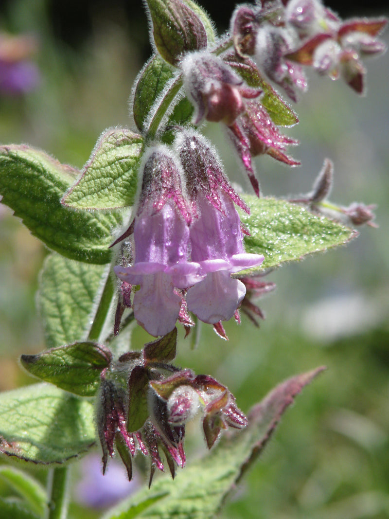 "Lepechinia fragrans (14377756606)" by peganum from Henfield, England is licensed under CC BY-SA 2.0. To view a copy of this license, visit https://creativecommons.org/licenses/by-sa/2.0/?ref=openverse.