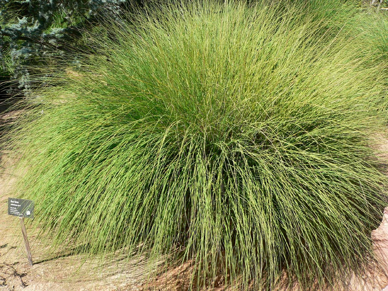 "Muhlenbergia rigens form" by Stan Shebs is licensed under CC BY-SA 3.0. To view a copy of this license, visit https://creativecommons.org/licenses/by-sa/3.0/?ref=openverse.